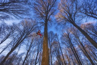 In Cademario, in the canton of Ticino, an arborist climbs a tree in the forest. An arborist is a