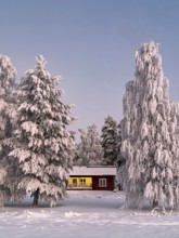Snowy trees and red illuminated house, Ranua, Lapland, Finland