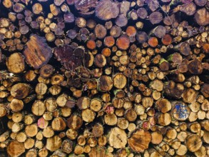 Close-up of a pile of wood in the forest, different shades of brown and tree trunk structures