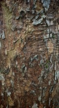 Close-up of tree bark with complex patterns and earthy shades of brown, hiking on the former