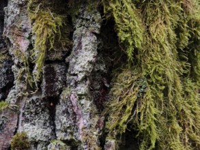 Close-up of tree bark richly covered with moss (Bryophyta) in the forest, hiking along the former