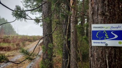 A sign on the Frankenwaldsteigla on a tree marks a hiking trail in the forest, hiking on the former