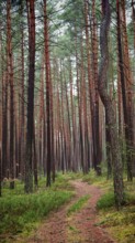 A narrow path winds through a dense pine forest (pinus), hiking along the former inner-German