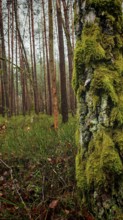A moss-covered (Bryophyta) tree in the foreground of a dense forest, hiking along the former