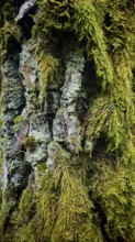 Detailed photo of moss (Bryophyta) on a tree bark in the forest, hiking along the former