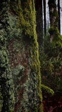 Close-up of a tree trunk with green moss (Bryophyta) in the forest, hiking along the former