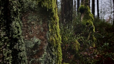 A moss-covered (Bryophyta) tree trunk in front of a dense, dark forest, hiking along the former