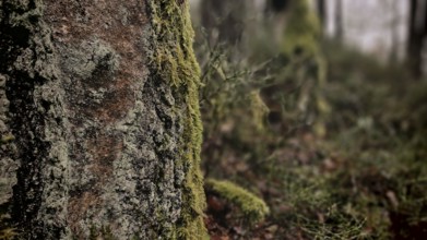 A close-up of a tree trunk covered with moss (bryophyta) stands in the wooded undergrowth, hiking
