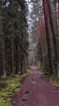 A winding path meanders through a pine forest (pinus), the atmosphere is rugged and natural, hiking