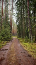 A forest path leading through a pine forest (pinus), natural and peaceful place, hiking along the