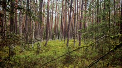View through a pine forest (pinus) with grassy ground, calming natural scene, hiking along the