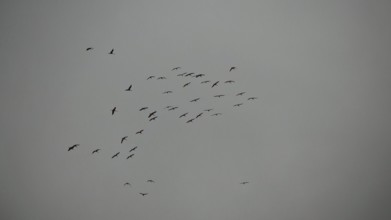 A flock of cranes (grus grus) flies high in the grey sky on a rainy day, hiking along the former