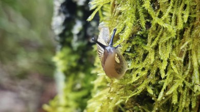 Close-up of a snail (cochlea) crawling over moss (bryophyta) in the forest, hiking along the former