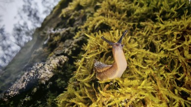 A snail (cochlea) crawls over moss-covered ground in the forest, rich in detail and lively, hiking