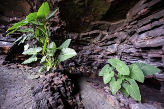 Entrance to the Cueva de los Verdes lava cave, Lanzarote, Canary Islands, Spain