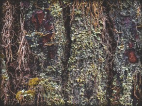 Dense moss structures (bryophyta) in detailed close-up adorn the surface of the rustic tree bark in