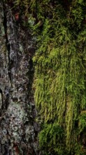 Close-up of moss (bryophyta) on a rough tree bark in the forest, hiking along the former