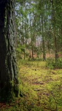 View past a tree with coarse bark in the foreground, A quiet forest with moss-covered (bryophyta)