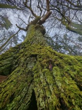 Looking up to the sky along an old, moss-covered tree, hiking along the former inner-German border