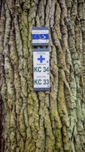 Two signs attached to rough tree bark, reference to hiking trails, Frankenwaldsteigla, hiking on