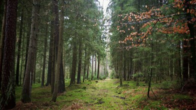 Green forest trail framed by tall trees, covered by moss and flooded with light, hiking on the