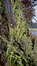 Lush moss and trumpet lichens (cladonia fimbriata) cover a tree trunk in a tranquil landscape,