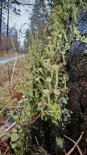 Moist trumpet lichen (cladonia fimbriata) on a tree trunk along a forest path, surrounded by
