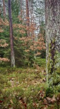 Wooded landscape with moss-covered trees and autumn leaves, hiking on the former inner-German