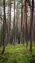 Towering pines (pinus) in the forest, creating a peaceful and natural habitat, hiking along the