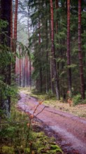 A quiet, damp forest path lined with tall pines (pinus), hiking along the former inner-German
