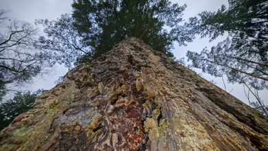 Large pine tree (pinus) from a frog's perspective with a view into the treetop, surrounded by other