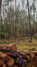 Several stacked tree trunks on the edge of the forest, trees in the background, quiet forest