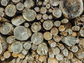 Stacked wood with visible tree rings, natural wood look, hiking on the former inner-German border