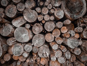 Close-up of cut tree trunks showing a rustic wooden structure, hiking on the former inner-German