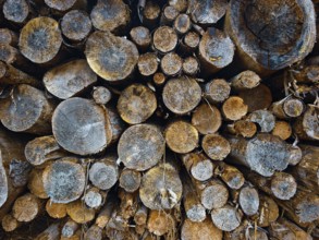 Close-up of stacked tree trunks with visible annual rings and natural texture, hiking on the former