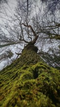 Looking from below at a moss-covered tree with widely branched branches, hiking on the former
