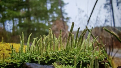Close-up of green moss structures (bryophyta) and lichens (lichen) growing over a natural forest