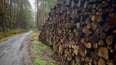 Large pile of cut tree trunks along a muddy forest path in the pine forest (pinus), hiking along