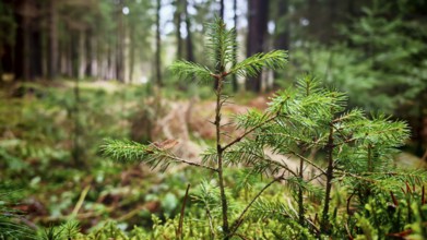 Close-up of a small conifer tree in the middle of a dense forest, hiking on the former inner-German