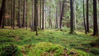 Lights, moss-covered forest floor with tall trees below atmospheric, soft light falls, hiking on