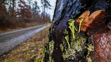 Moss-covered tree bark with trumpet lichen (cladonia fimbriata) with leaves next to a forest path