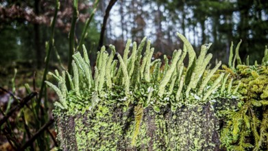 Close-up of luminous living tips of mosses and lichens (lichen) stretching in the dense greenery in