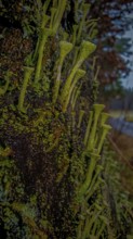 Green trumpet lichens (cladonia fimbriata) and moss formations cover a dark, damp tree trunk,