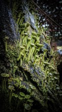Close-up of trumpet lichens (cladonia fimbriata) growing densely on an uneven tree trunk, hiking