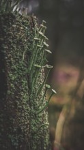 Portrait of trumpet lichens (cladonia fimbriata) protrude finely from a moss-covered (bryophyta)