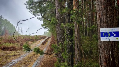 Former border strip in the forest with inscribed Frankenwaldsteigla sign on a pine tree, hiking on