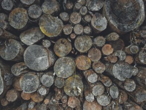 Stacks of tree trunks in various shades of gray that convey a rustic atmosphere, hiking on the