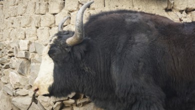 Side view of a large, horned yak (bos mutus) in front of a stone wall in a village, trekking in