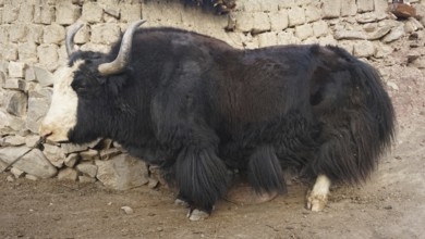 A large yak (bos mutus) with black hair resting in front of a stone wall in a village, trekking in