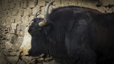 Side view of a yak (bos mutus) with imposing horns in front of a stone wall in a village, trekking